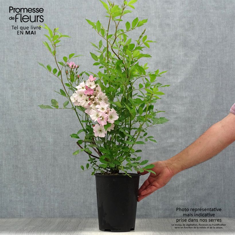 Rosa Rosanatura Rosea - Shrub Rose 2L/3L pot sample as delivered in spring