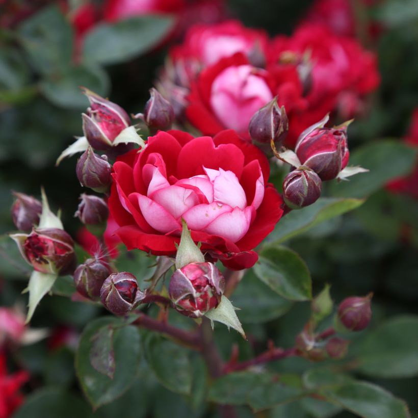 Rosa x floribunda 'Belle de Grasse'  Street Colours - Floribunda Rose (Flowering)