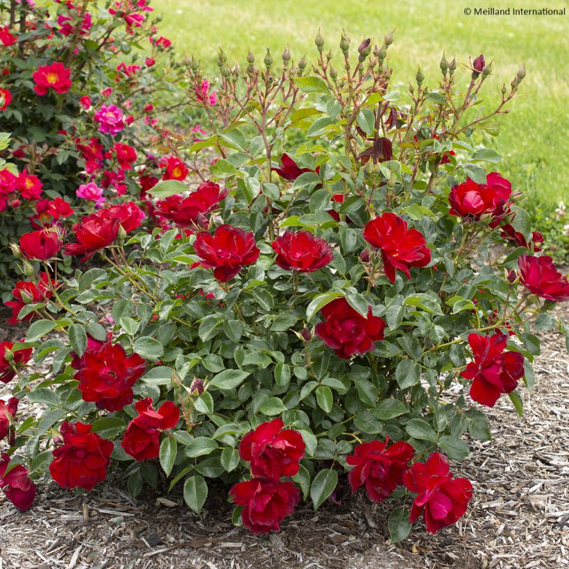 Rosa x floribunda 'Moulin Rouge' - Street Colours Floribunda Rose (Plant habit)
