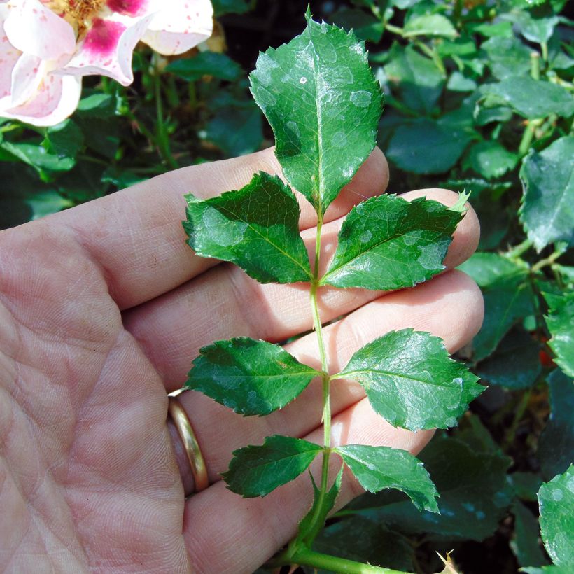 Rosa x persica 'Coral Babylon Eyes' - Miniature Rose (Foliage)