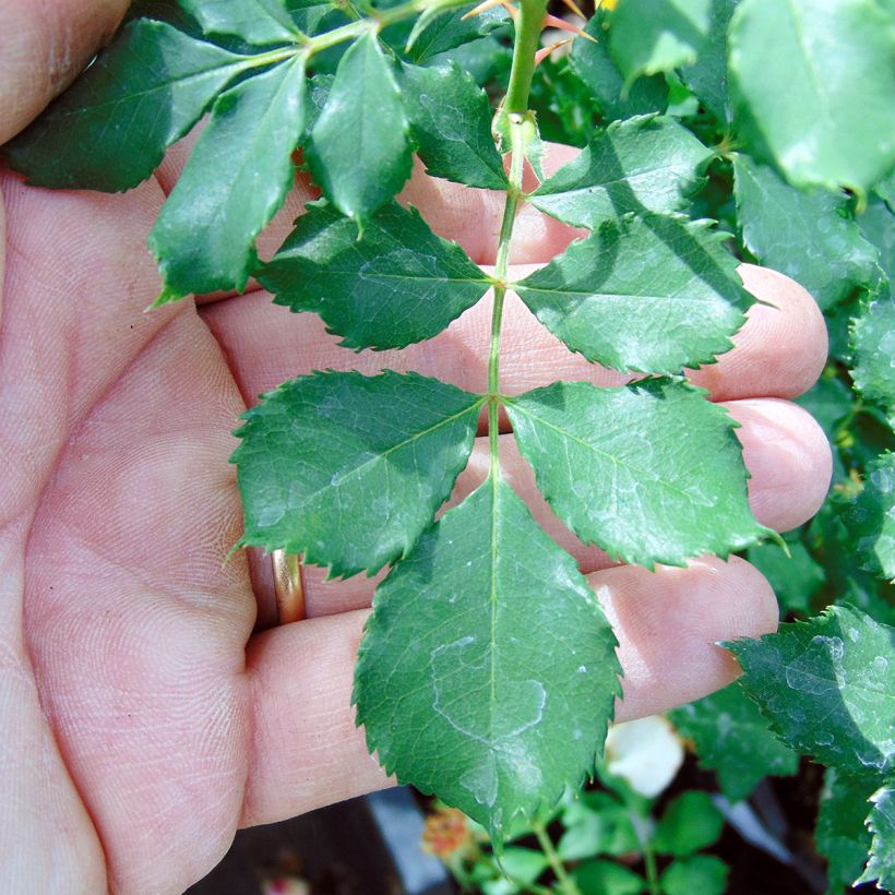 Rosa x persica 'Cream Babylon Eyes' - Miniature Rose (Foliage)