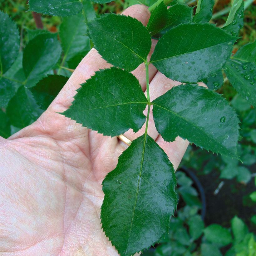 Rosa 'Eyeconic' - Climbing Rose (Foliage)