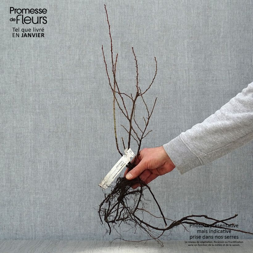 Rosa pimpinellifolia Bare root sample as delivered in winter