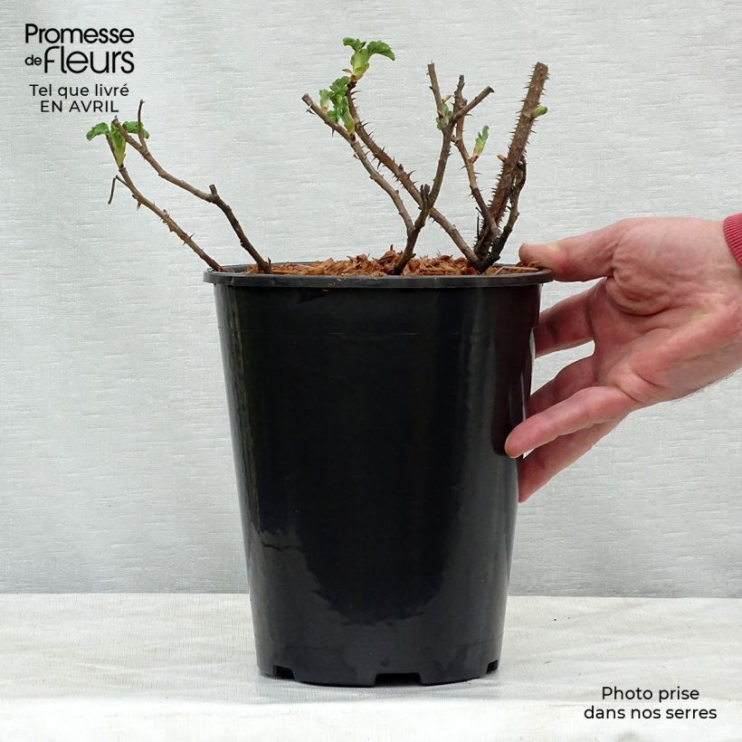 Rosa x rugosa 'Fru Dagmar Hastrup' - Rugosa Rose 2L/3L pot sample as delivered in spring