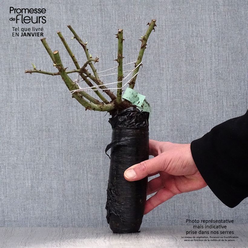 Rosa rugosa - Beach Rose Wrapped bare root sample as delivered in winter