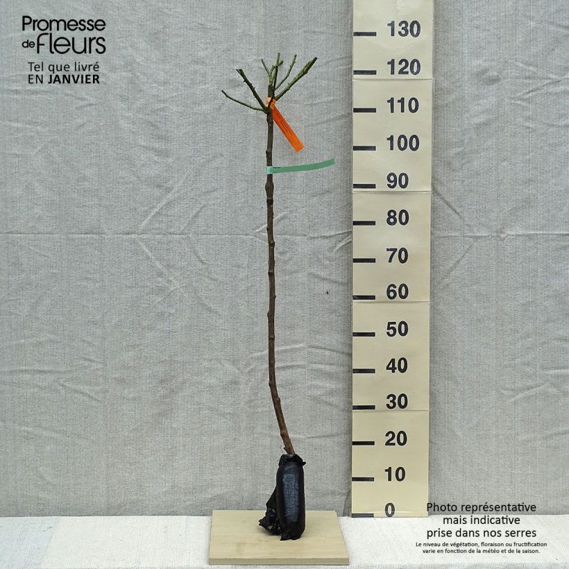 Rosa 'Bonica' - Standard Rose - 90/100cm Wrapped bare root sample as delivered in winter