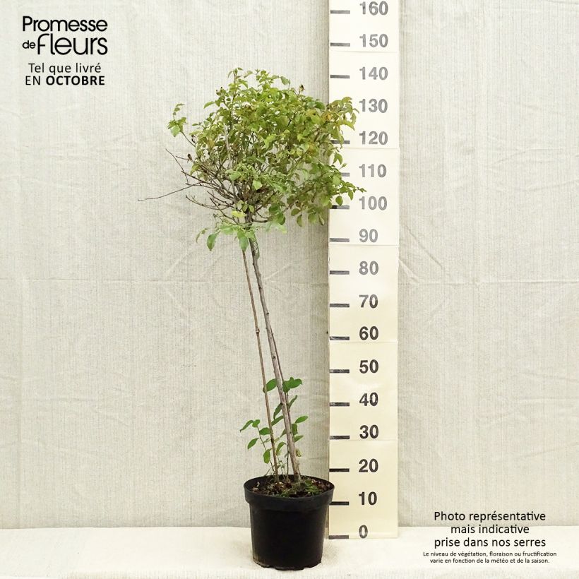Rosa x floribunda Decorosier Opalia  - Shrub Rose 7.5L/10L pot sample as delivered in autumn