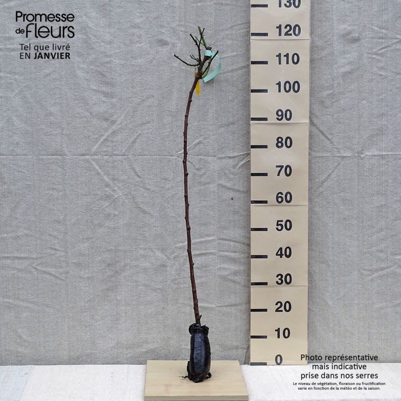 Rosa x floribunda 'Friesia' - Standard Rose - 90/100cm Wrapped bare root sample as delivered in winter