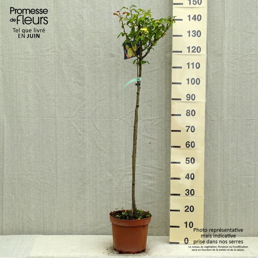 Rosa x floribunda 'Friesia' - Standard Rose - 90/100cm sample as delivered in spring