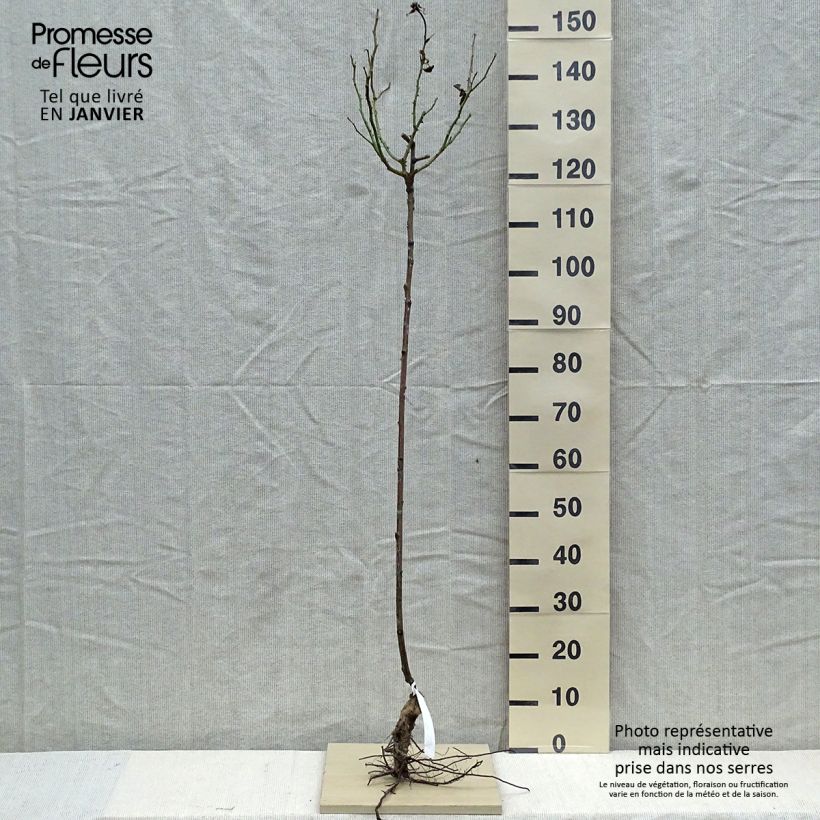 Rosa 'Gérard Depardieu' - Standard Rose Bare root sample as delivered in winter