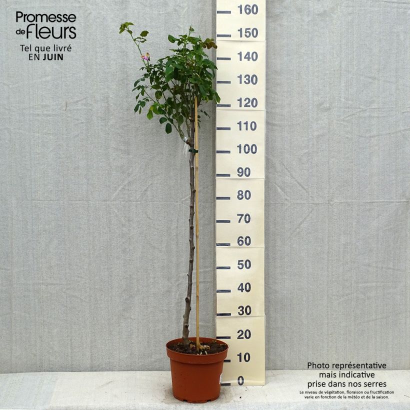Rosa Gertrude Jekyll - English Shrub Rose 7.5L/10L pot sample as delivered in summer