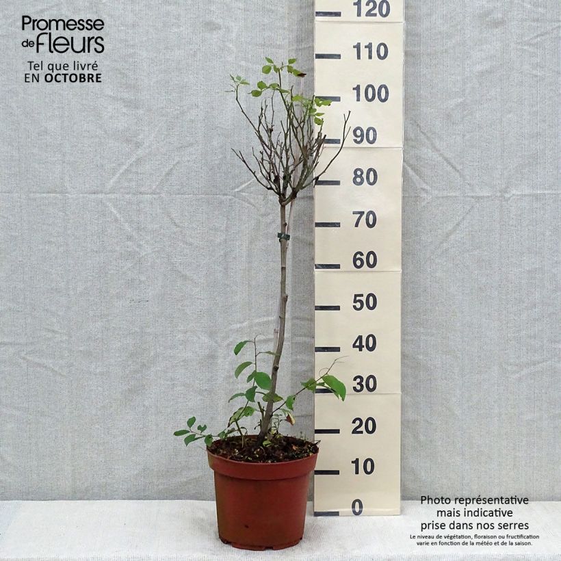 Rosa x polyantha Global Hit - Standard Rose 4L/5L pot sample as delivered in autumn