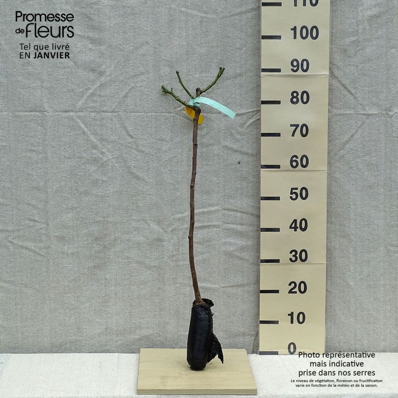 Rosa x floribunda Hansestadt Rostock - Floribunda Rose Wrapped bare root sample as delivered in winter