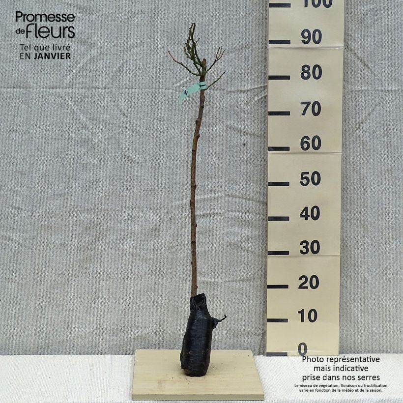 Rosa Heidi Klum - Stem Standard Rose Wrapped bare root sample as delivered in winter