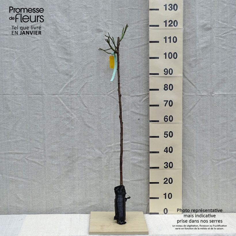 Rosa  'Fée des Neiges' (Iceberg) - Standard Rose Wrapped bare root sample as delivered in winter