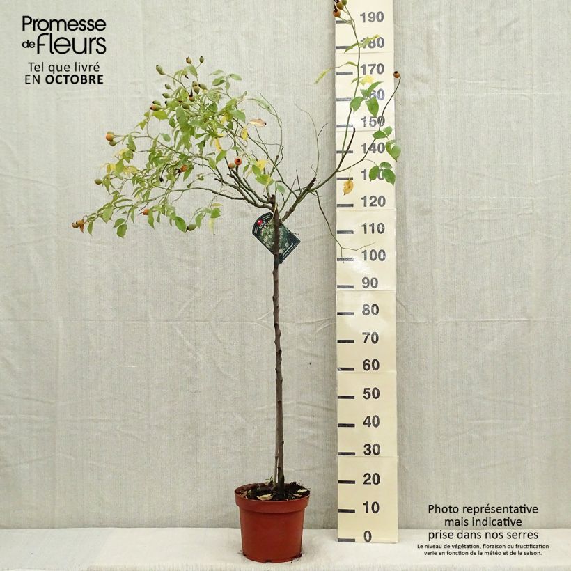 Rosa  'Fée des Neiges' (Iceberg) - Standard Rose 7.5L/10L pot sample as delivered in autumn