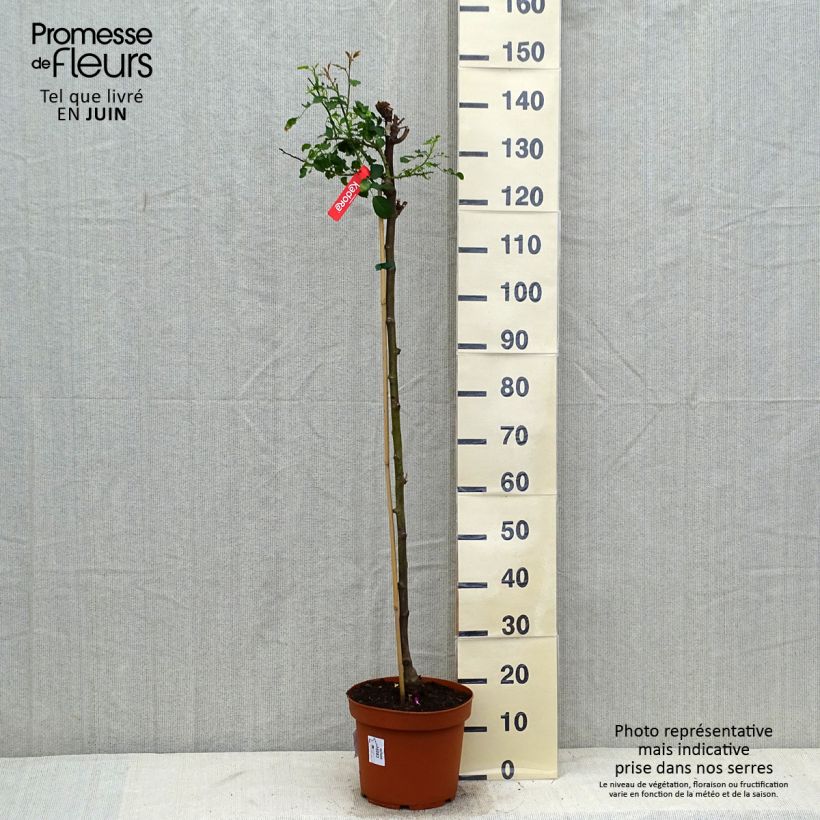 Rosa x floribunda Decorosier Kadora - Standard Rose 7.5L/10L pot sample as delivered in summer