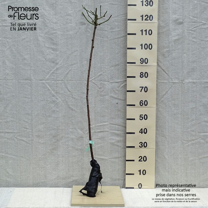 Rosa Lavender Dream - Shrub Rose Wrapped bare root sample as delivered in winter