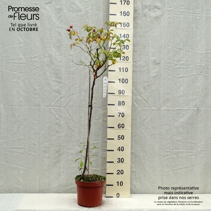 Rosa Leonardo da Vinci - Floribunda Rose 7.5L/10L pot sample as delivered in autumn