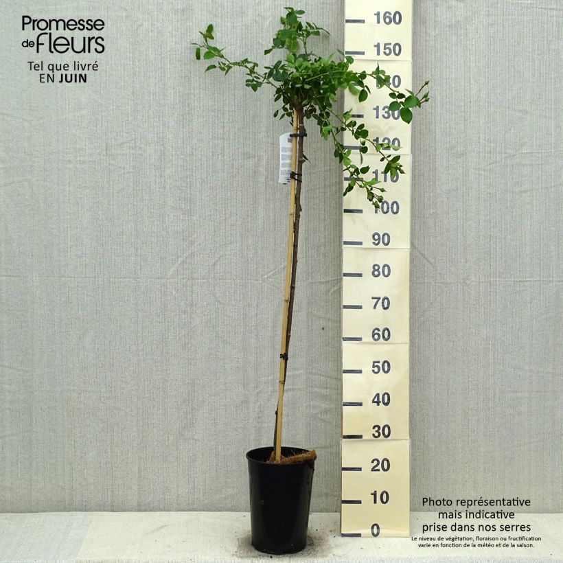 Rosa x wichuraiana 'New Dawn' - Weeping Standard Rose 7.5L/10L pot sample as delivered in summer