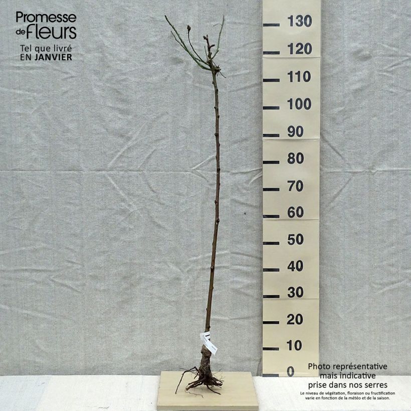 Rosa Parfum Royal - Hybrid Tea Rose Bare root sample as delivered in winter