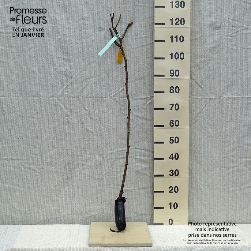 Rosa Queen Elizabeth - Standard Floribunda Rose Wrapped bare root sample as delivered in winter