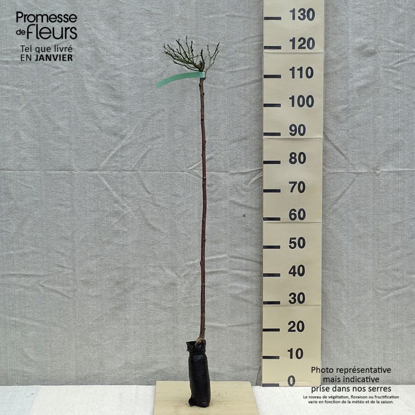 Rosa The Fairy - Standard Rose Wrapped bare root sample as delivered in winter