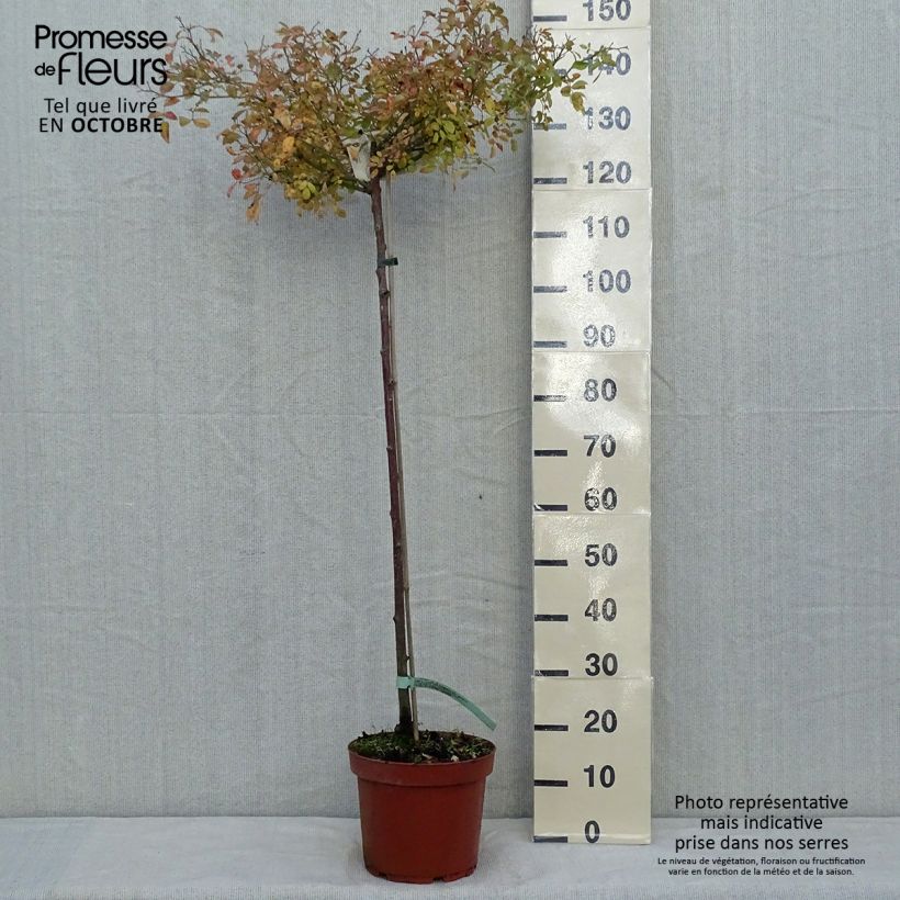 Rosa The Fairy - Standard Rose 7.5L/10L pot sample as delivered in autumn