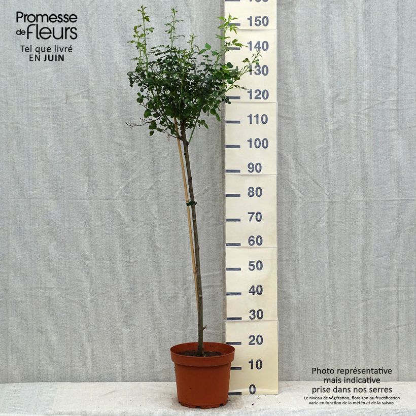 Rosa x polyantha SANS CONTRAINTES Toscana - Standard Rose 4L/5L pot sample as delivered in summer