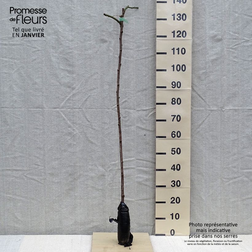 Rosa x wichuraiana 'New Dawn' - Weeping Standard Rose Wrapped bare root sample as delivered in winter