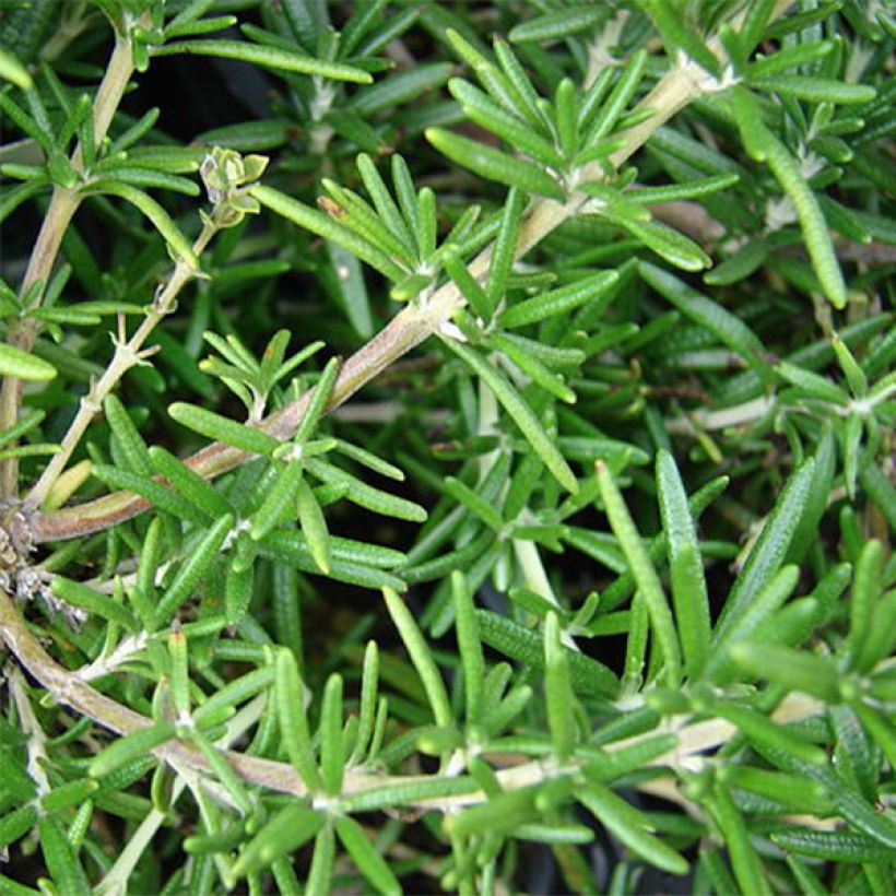 Rosmarinus officinalis - Rosemary (Foliage)