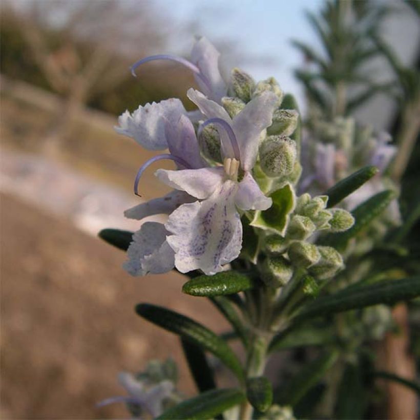 Rosmarinus officinalis Albiflorus (Flowering)