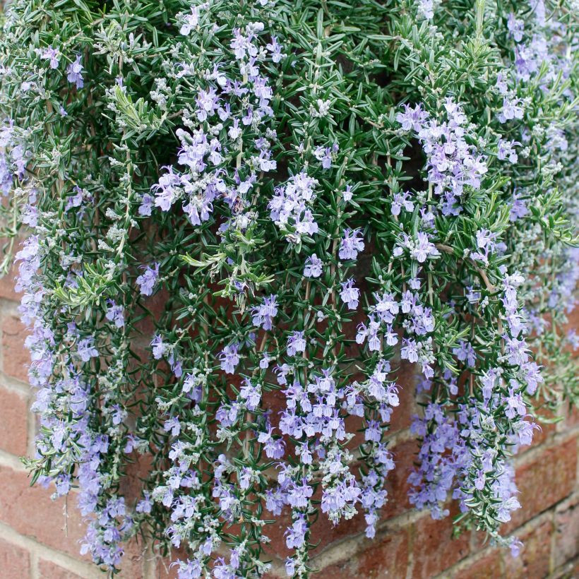 Rosmarinus officinalis Blue Cascade (Plant habit)