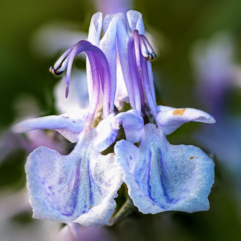 Rosmarinus officinalis Miss Jessopps Upright (Flowering)