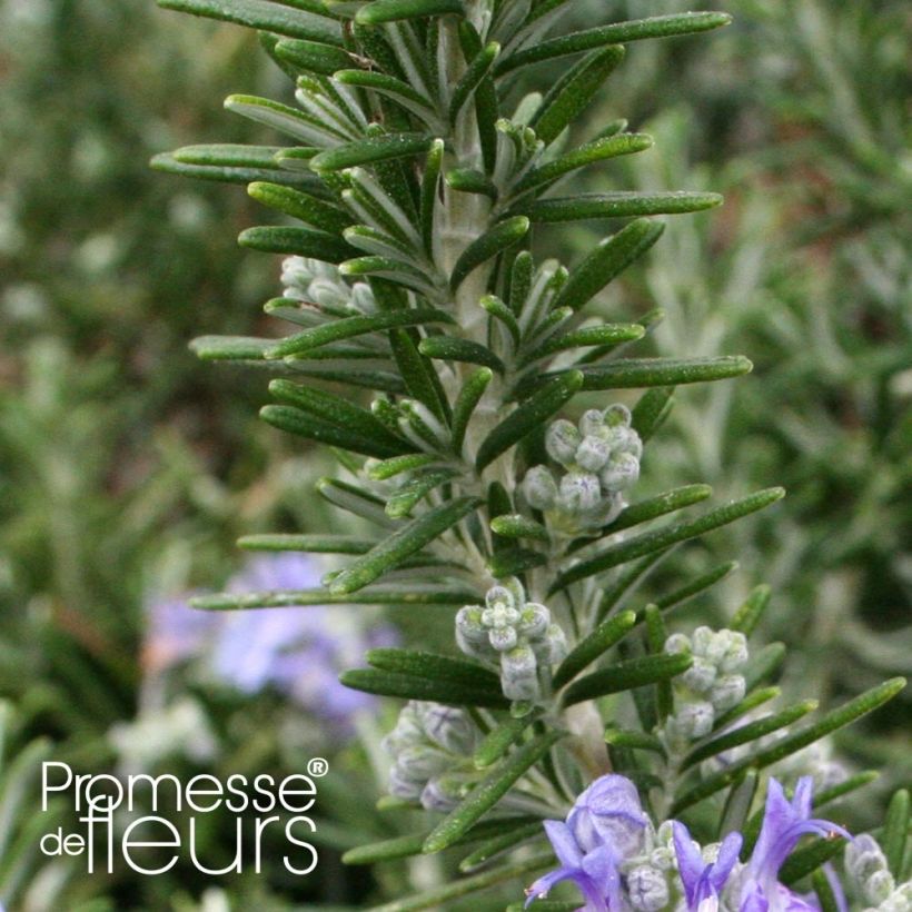 Rosmarinus officinalis Pointe du Raz (Foliage)