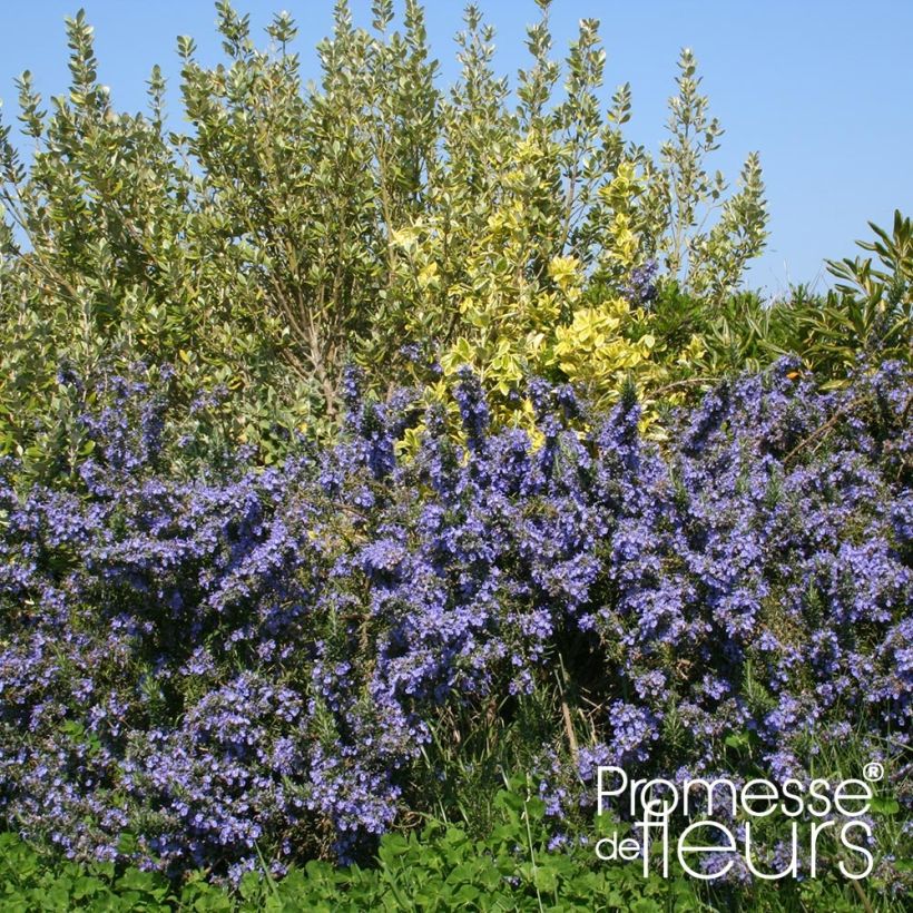 Rosmarinus officinalis Pointe du Raz (Plant habit)