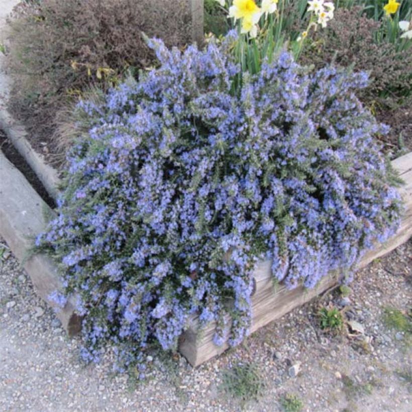 Creeping Rosemary - Rosmarinus officinalis Prostratus (Plant habit)