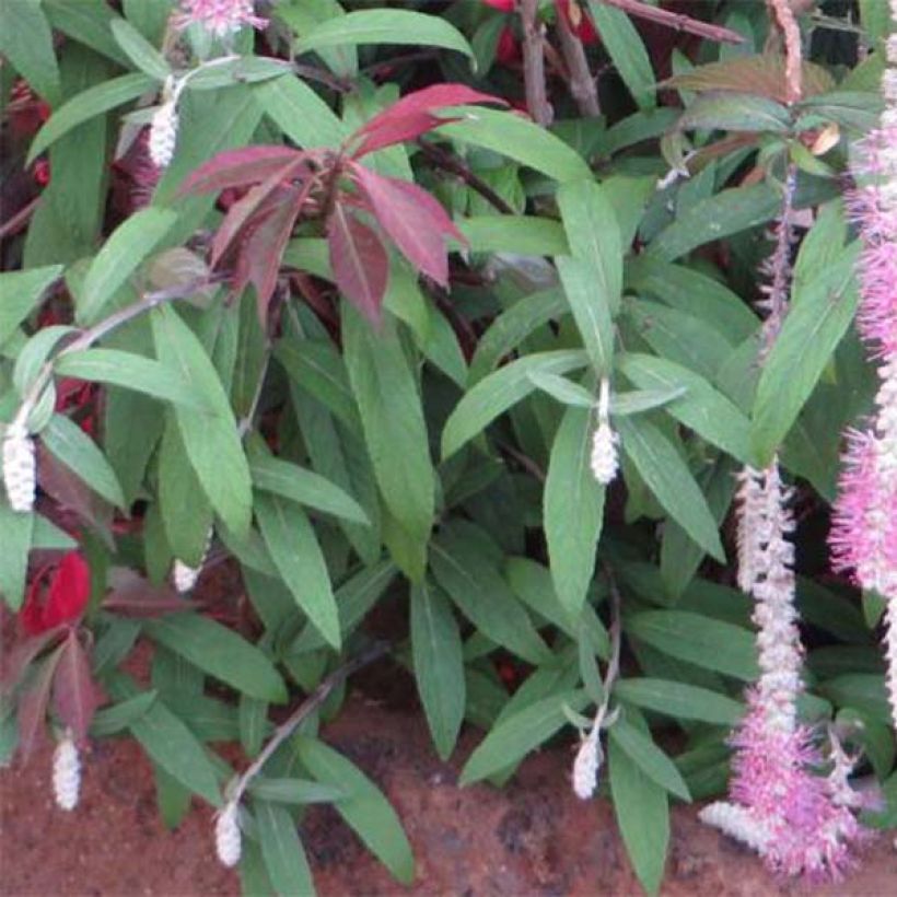 Rostrinucula dependens Happy Cascade (Foliage)