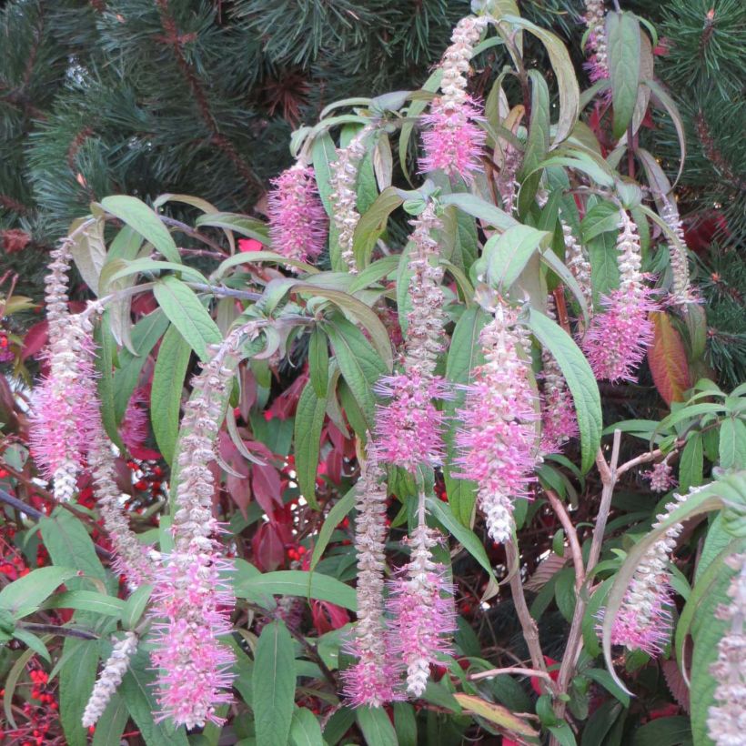 Rostrinucula dependens Happy Cascade (Flowering)