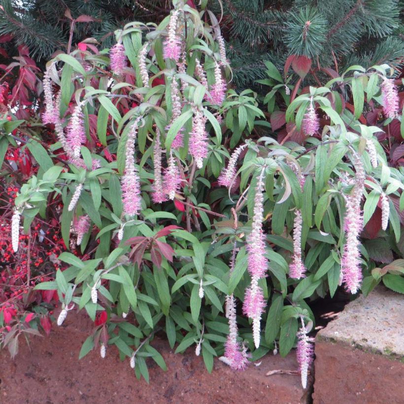 Rostrinucula dependens Happy Cascade (Plant habit)