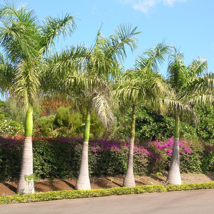 Roystonea regia - Cuban Royal Palm (Plant habit)