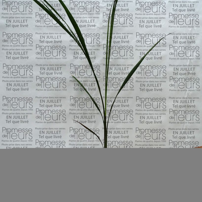 Roystonea regia - Cuban Royal Palm 7.5L/10L pot sample as delivered in summer