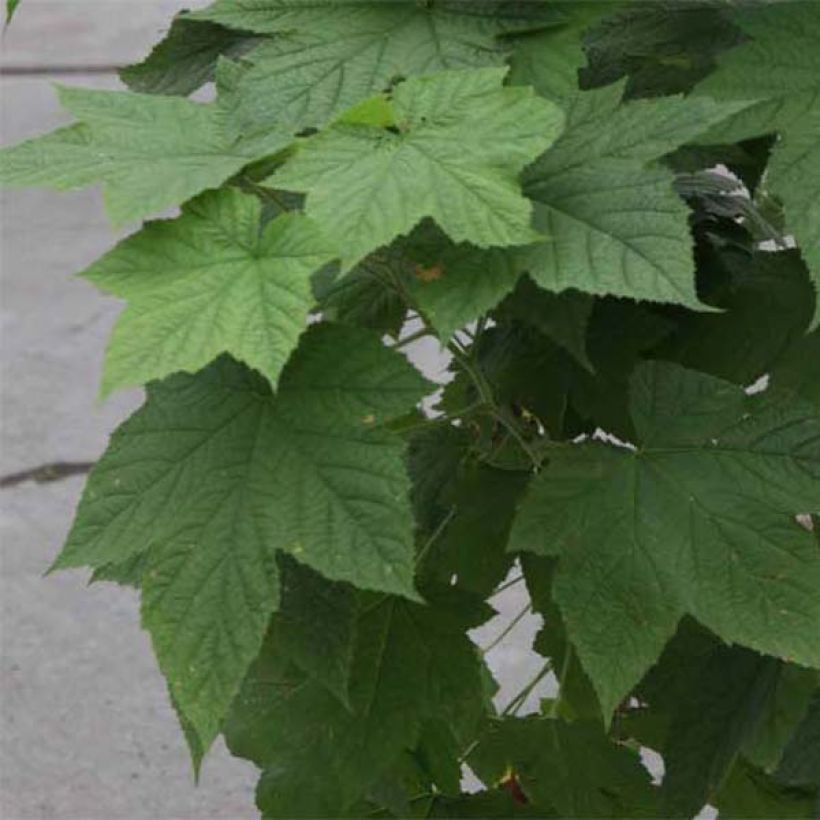 Rubus tridel Benenden (Foliage)