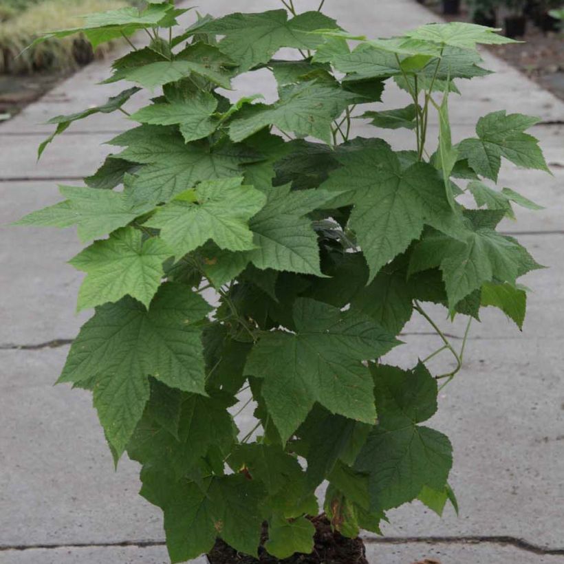 Rubus tridel Benenden (Plant habit)