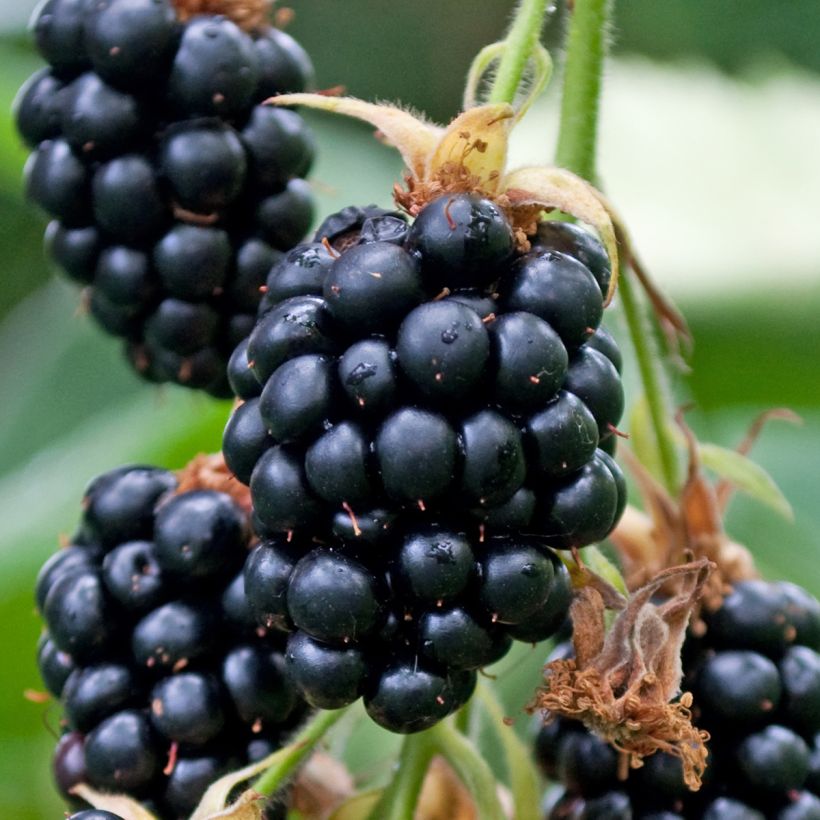 Thornless Blackberry Garden Giant  - Rubus fruticosus (Harvest)