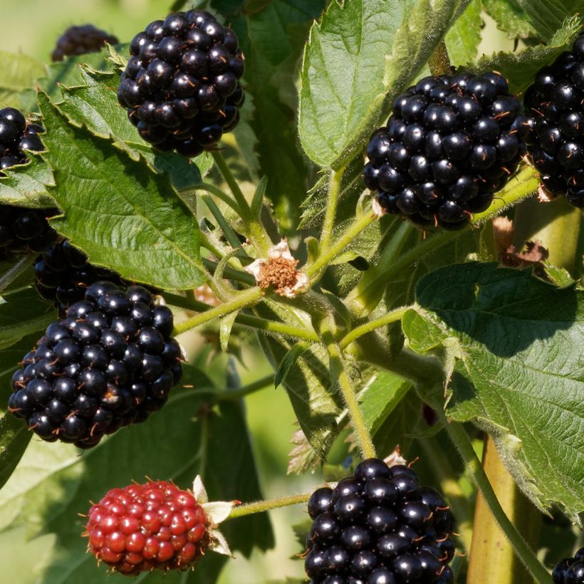 Thornless Blackberry Oregon Thornless - Rubus fruticosus (Harvest)