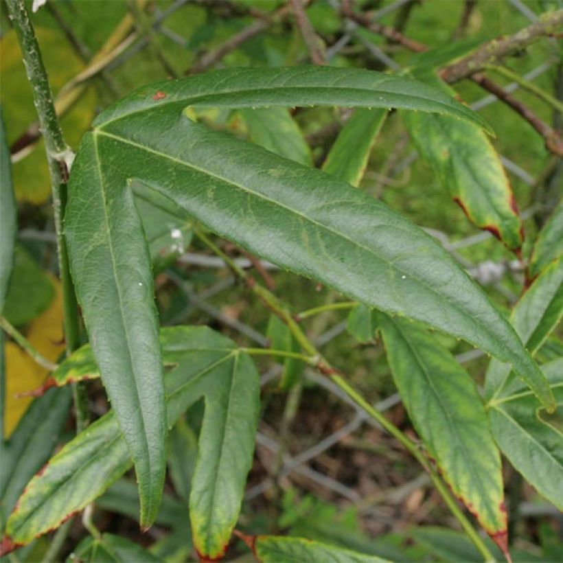 Rubus henryi bambusarum (Foliage)