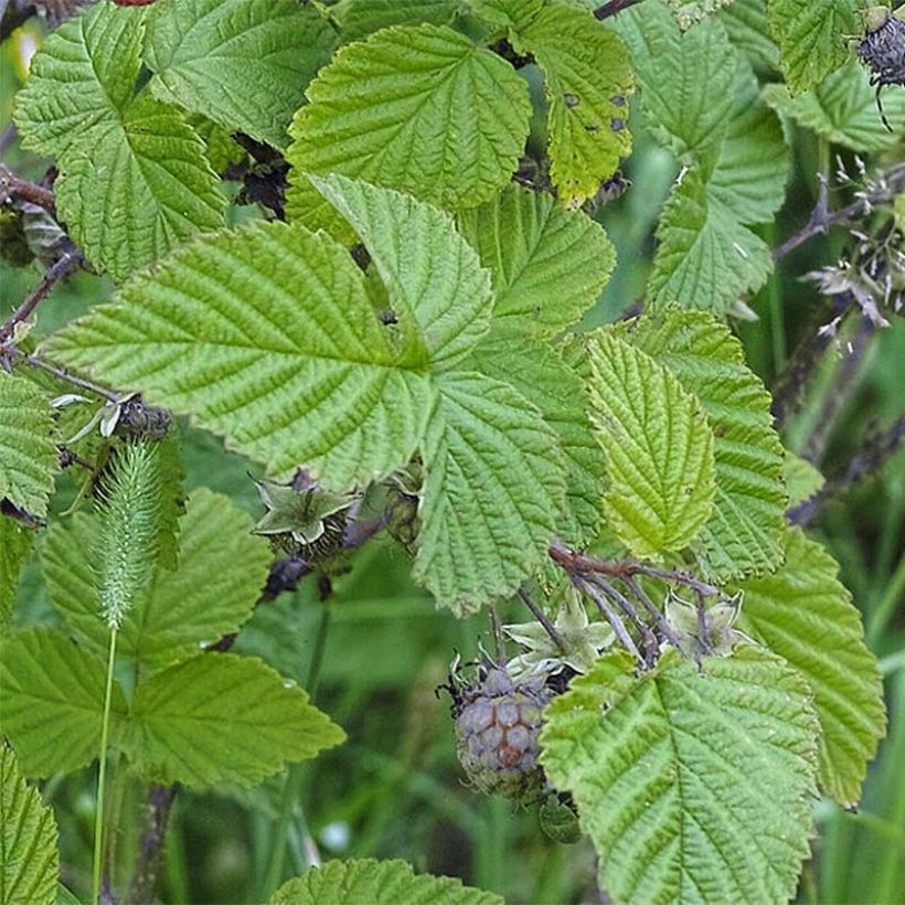 Raspberry Rustica- Rubus idaeus (Foliage)