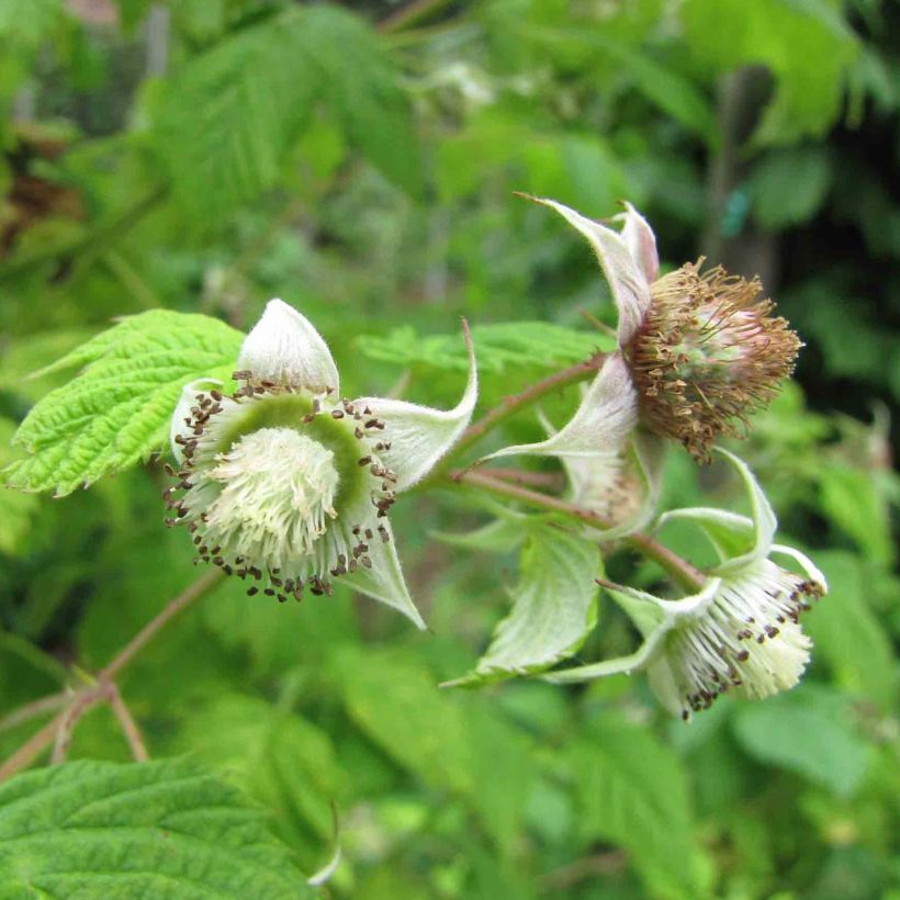 Raspberry Rustica- Rubus idaeus (Flowering)