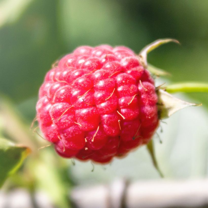 Raspberry Tulameen - Rubus idaeus (Harvest)